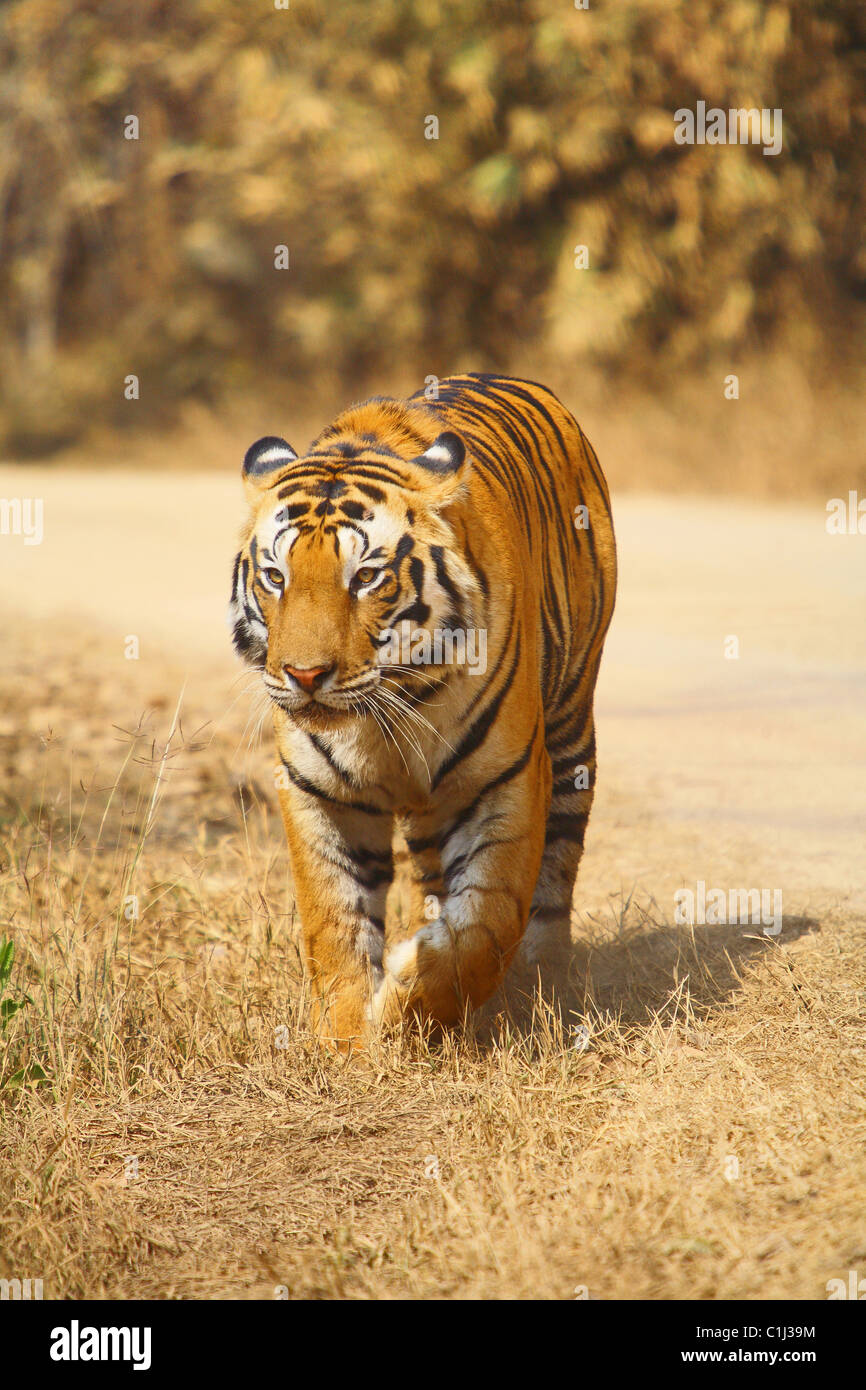 Eine männliche Tigr (Panthera Tigris) zu Fuß von der Mitte der Straße Kanha National Park, Madhyapradesh Indien Stockfoto