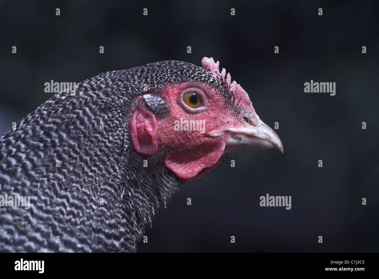 Plymouth Rock Chicken ausgeschlossen Stockfoto