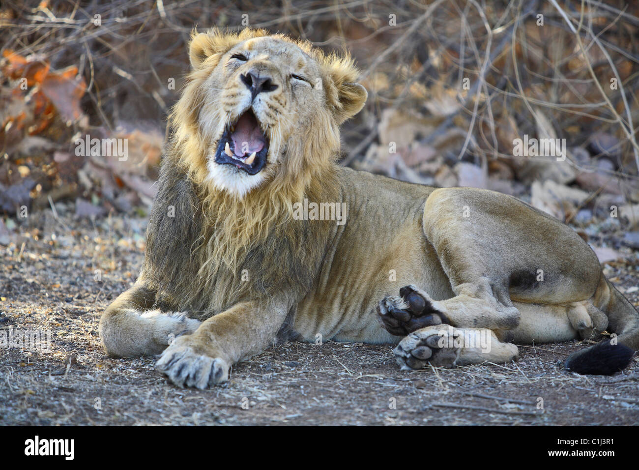 Asiatische Löwe (Panthera Leo Persica) sitzen und Gähnen im Wald von Gir National Park Gujarat Indien Stockfoto