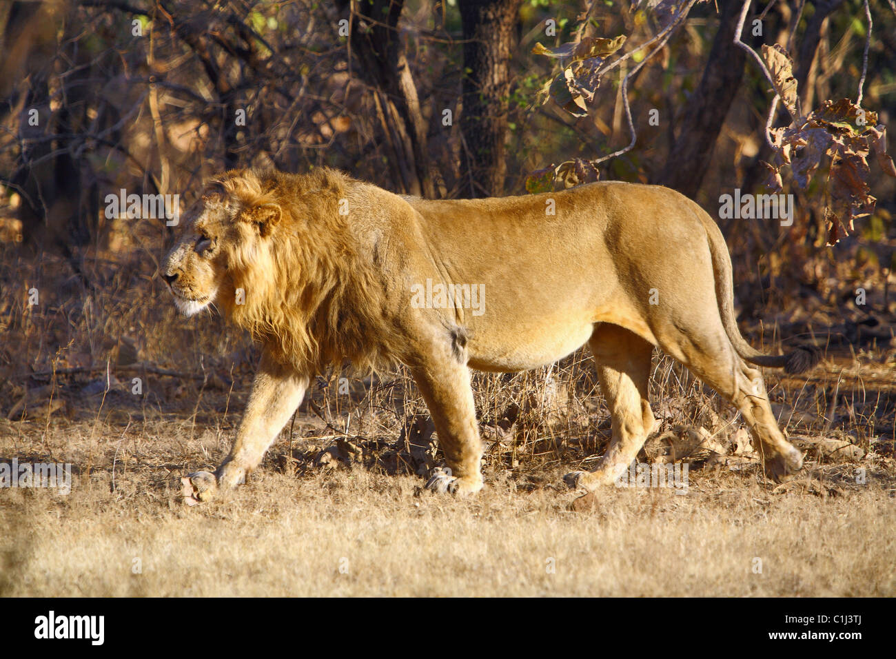 Asiatische Löwe (Panthera Leo Persica) zu Fuß in den Wald um Gir National Park Gujarat Indien Stockfoto