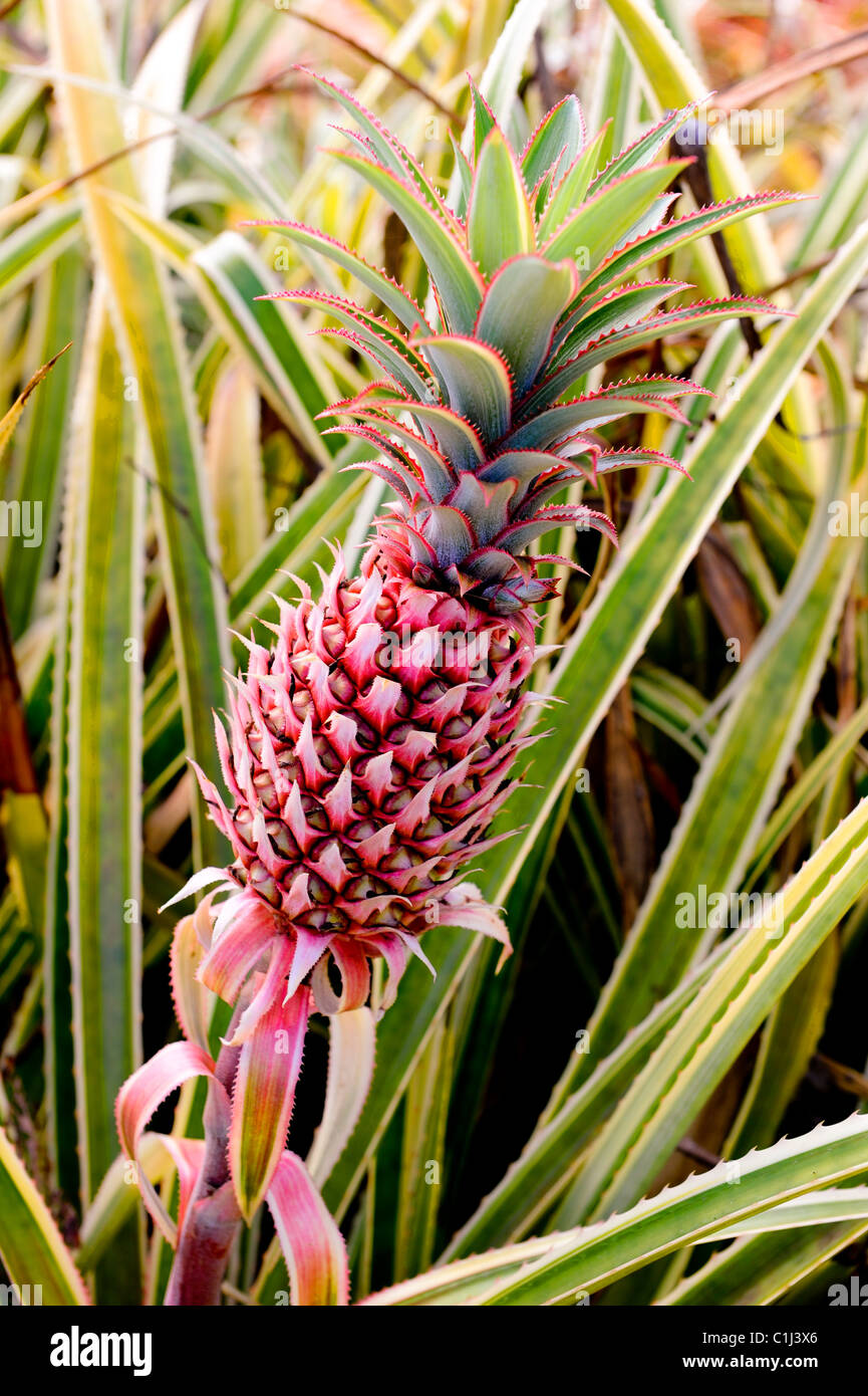 Ananas Feld Dole Plantation Wahiawa Honolulu Hawaii Oahu Pazifischen