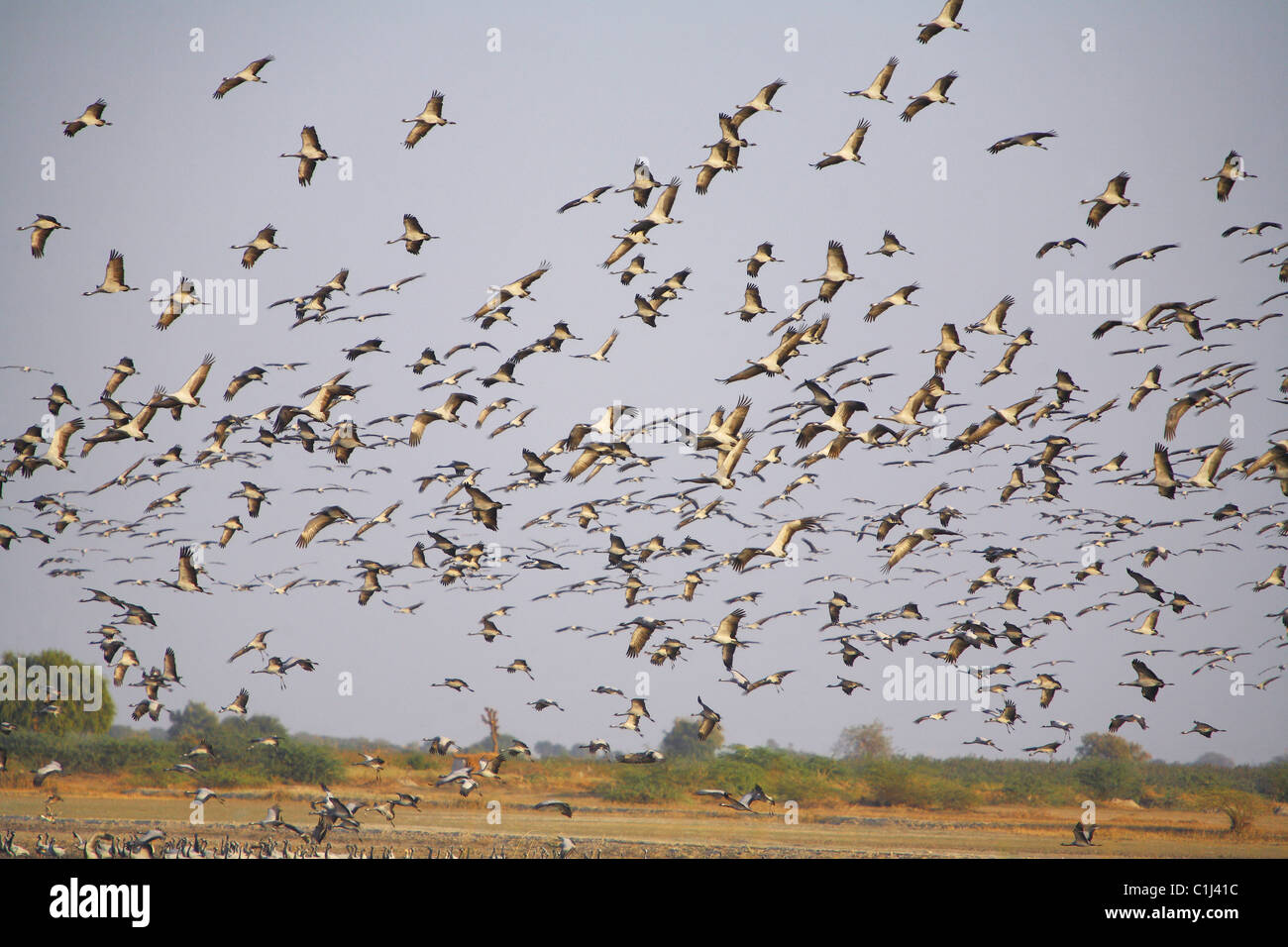 Kraniche (Grus Grus) über die Waterboday im kleinen Rann von Kutchh Gujarat Indien fliegen Stockfoto