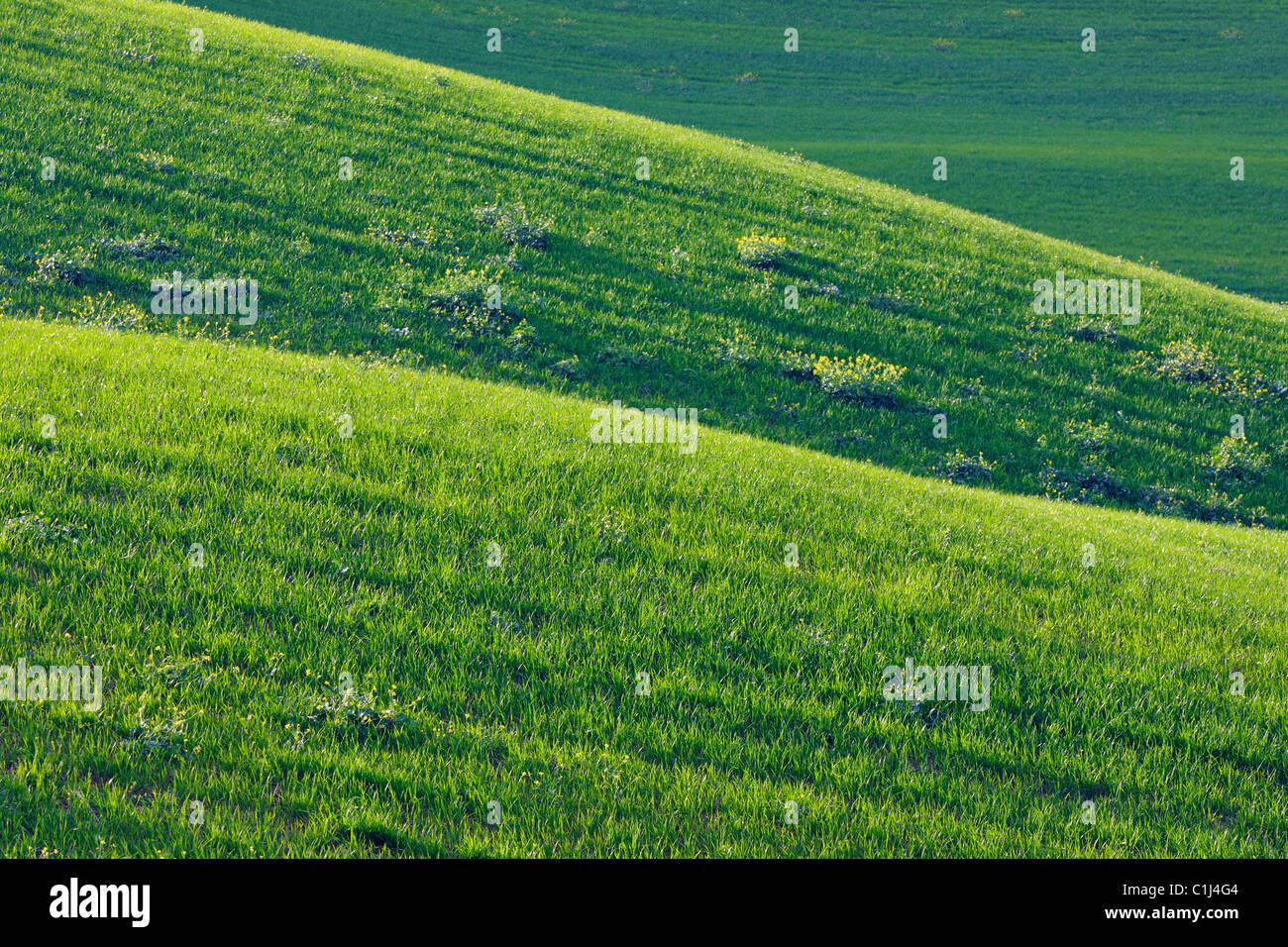 Hügeliges Weizenfeld in der Nähe von Ronda, Provinz Malaga, Andalusien, Spanien Stockfoto