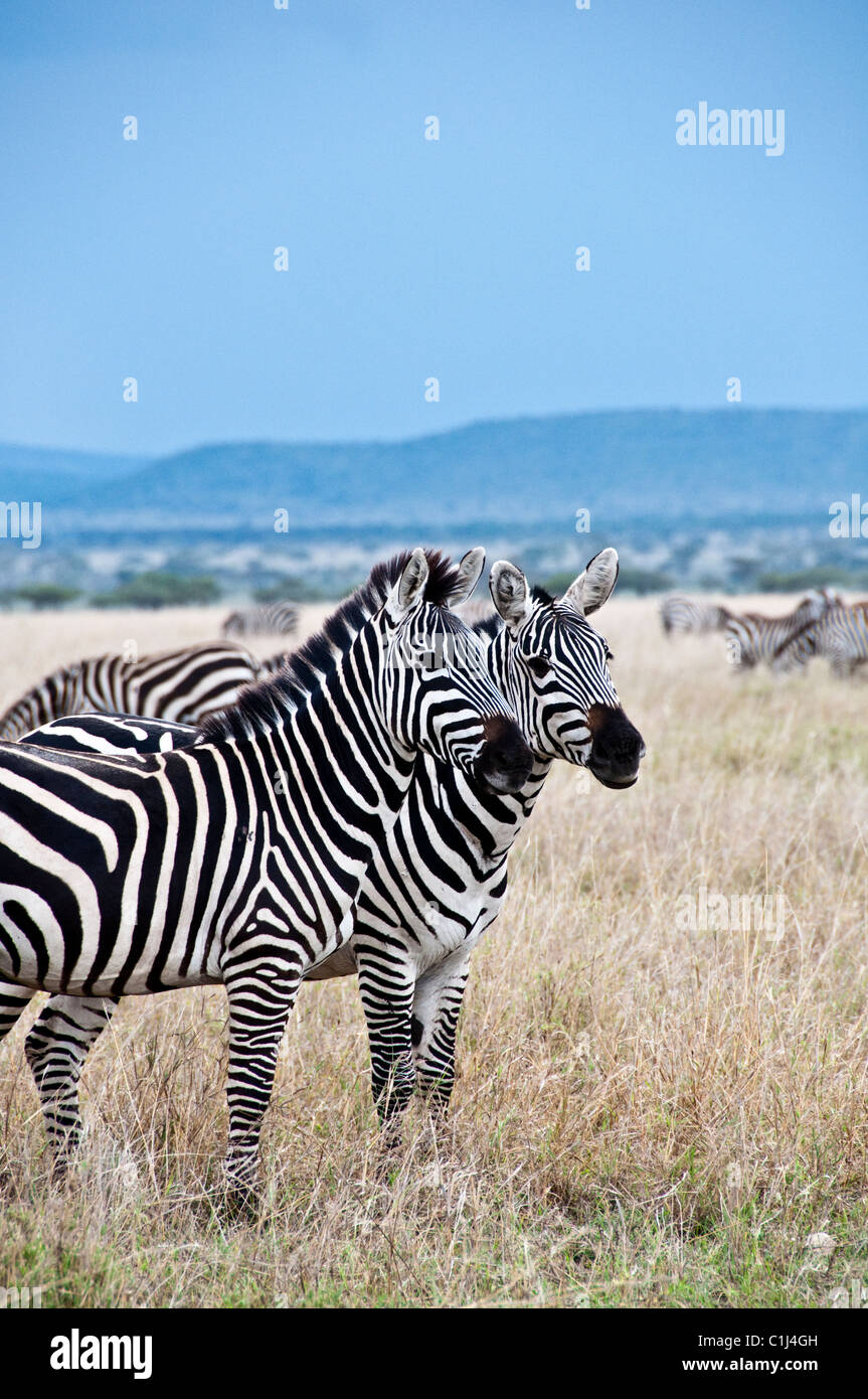 Zebras in Tansania Serengeti Game Drive Stockfoto