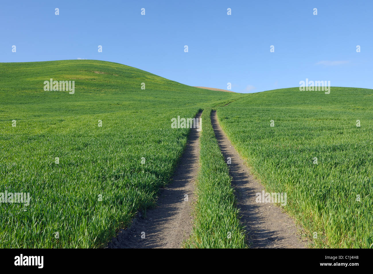 Spuren durch Weizenfelder im Frühjahr, in der Nähe von Ronda, Provinz Malaga, Andalusien, Spanien Stockfoto