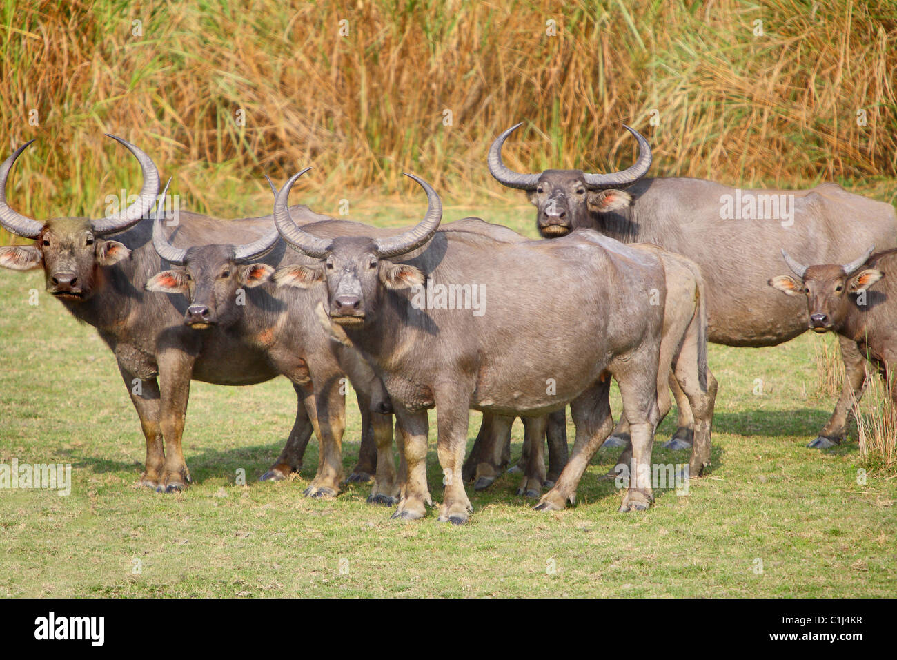 Eine Herde von wilden Büffel (Bubalus Arnee) im Kaziranga Nationalpark Aasam Indien Stockfoto