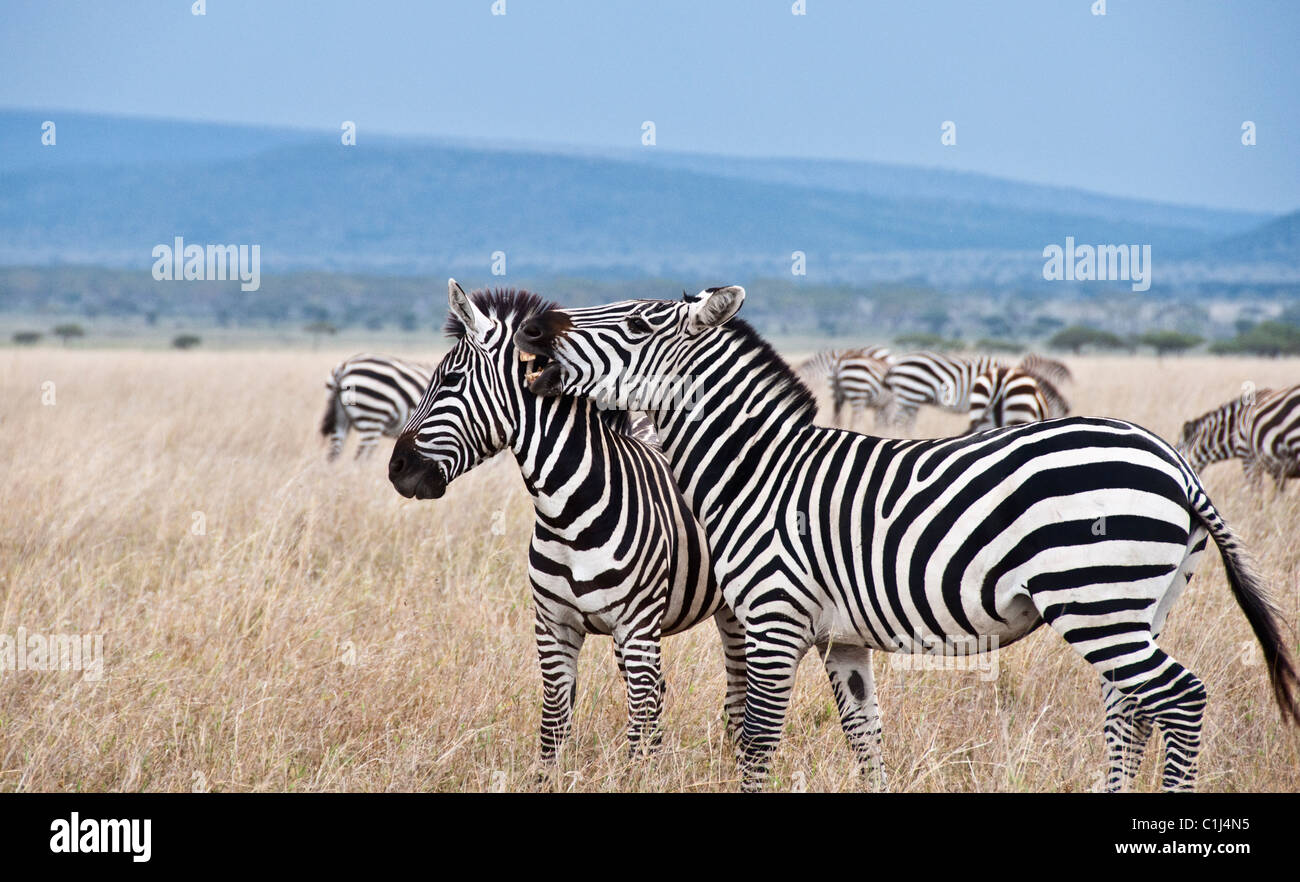 Zebras in Tansania Serengeti Game Drive Stockfoto