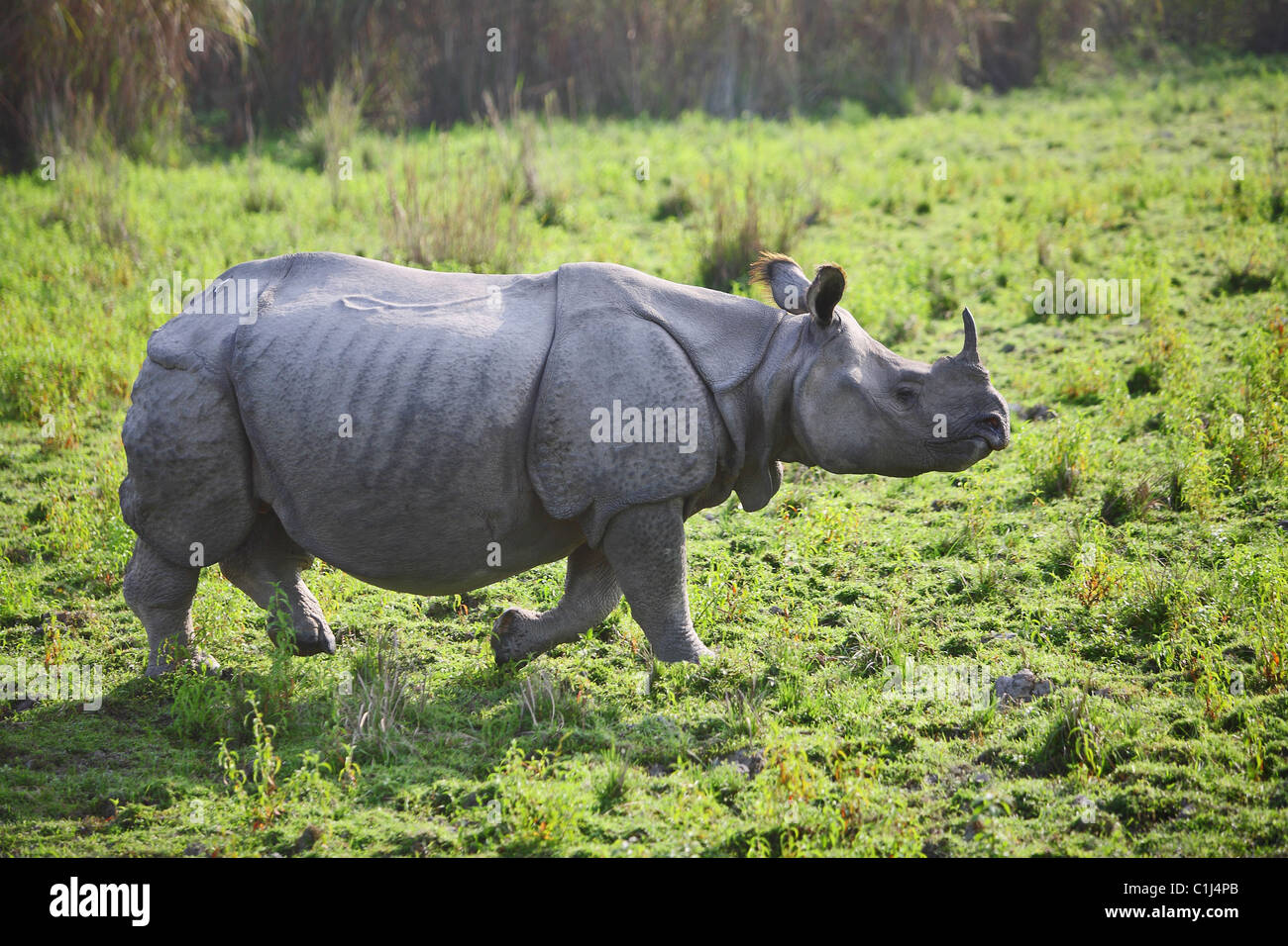 Einen gehörnten Nashorn (Rhinoceros Unicornis) im Kaziranga Nationalpark Aasam Indien Stockfoto