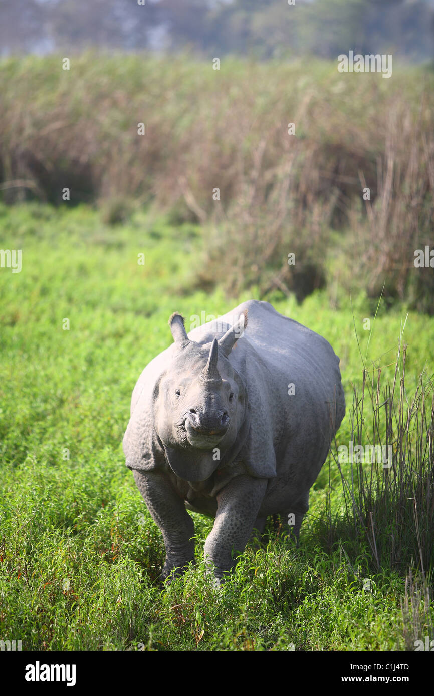 Ein gehörnter Rhino(Rhinoceros unicornis) im Kaziranga Nationalpark Aasam Indien Stockfoto