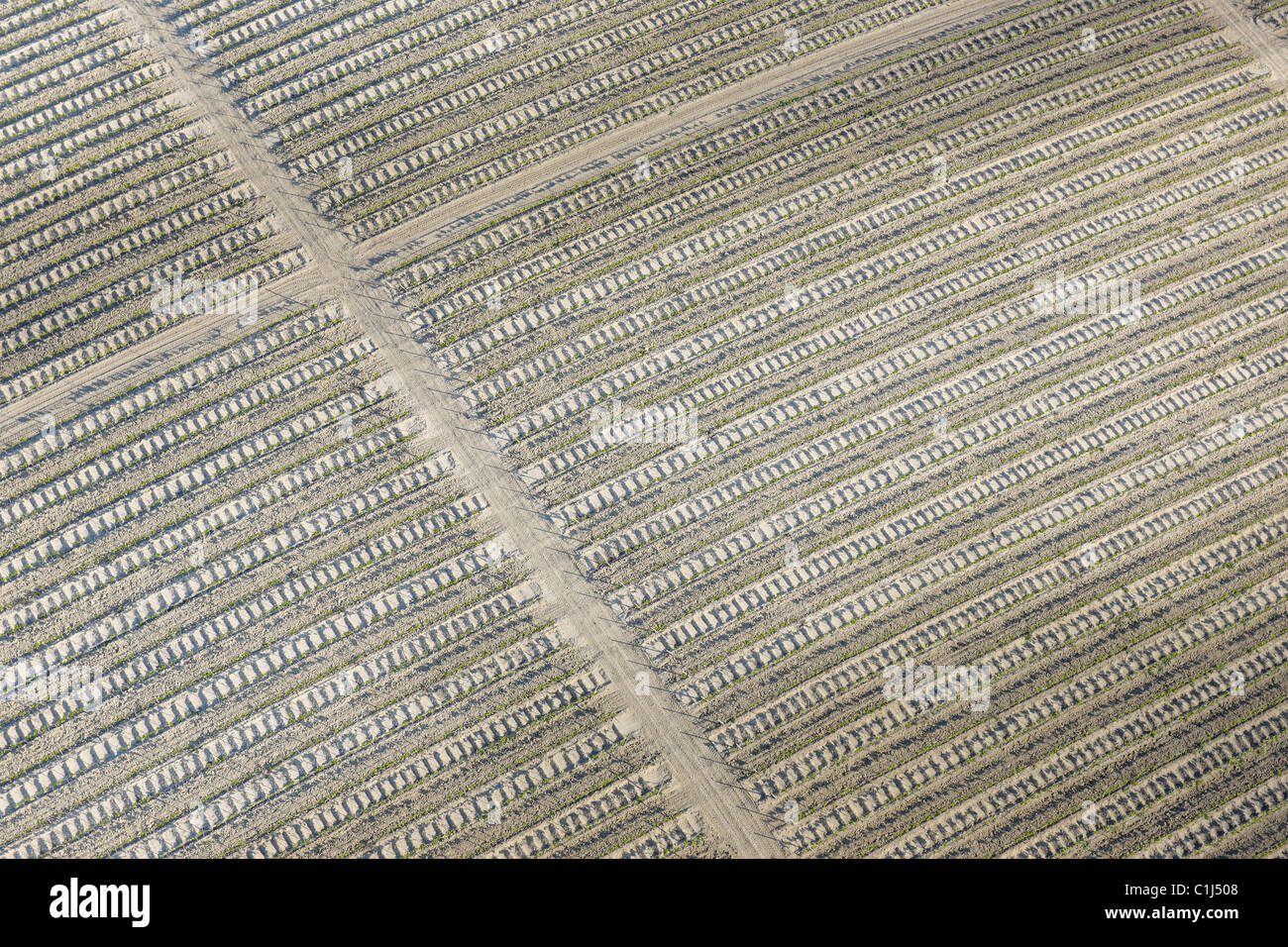 Luftaufnahme von Weinberg, Provinz Cadiz, Andalusien, Spanien Stockfoto