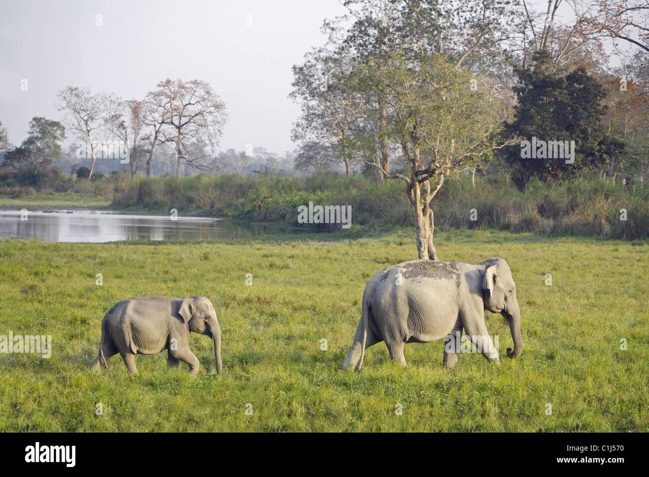 Indische Elefanten - Mutter und Kind (Elephas Maximus Indicus) am Kaziranga Nationalpark Aasam Indien Stockfoto
