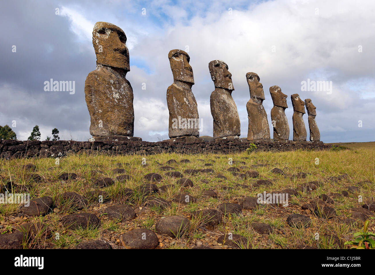 Chile, Osterinsel, Ahu Akivi, westlichen Teil der Insel, seine sieben Moai wurden aufgezogen und in den 1950er Jahren restauriert Stockfoto