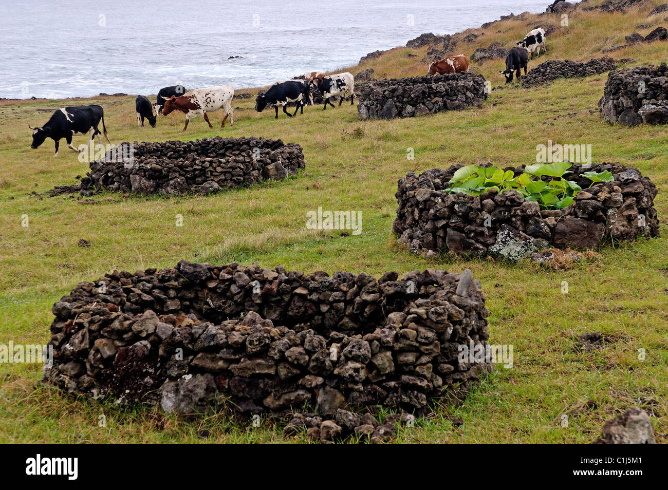 Chile, Osterinsel, Westküste Stockfoto