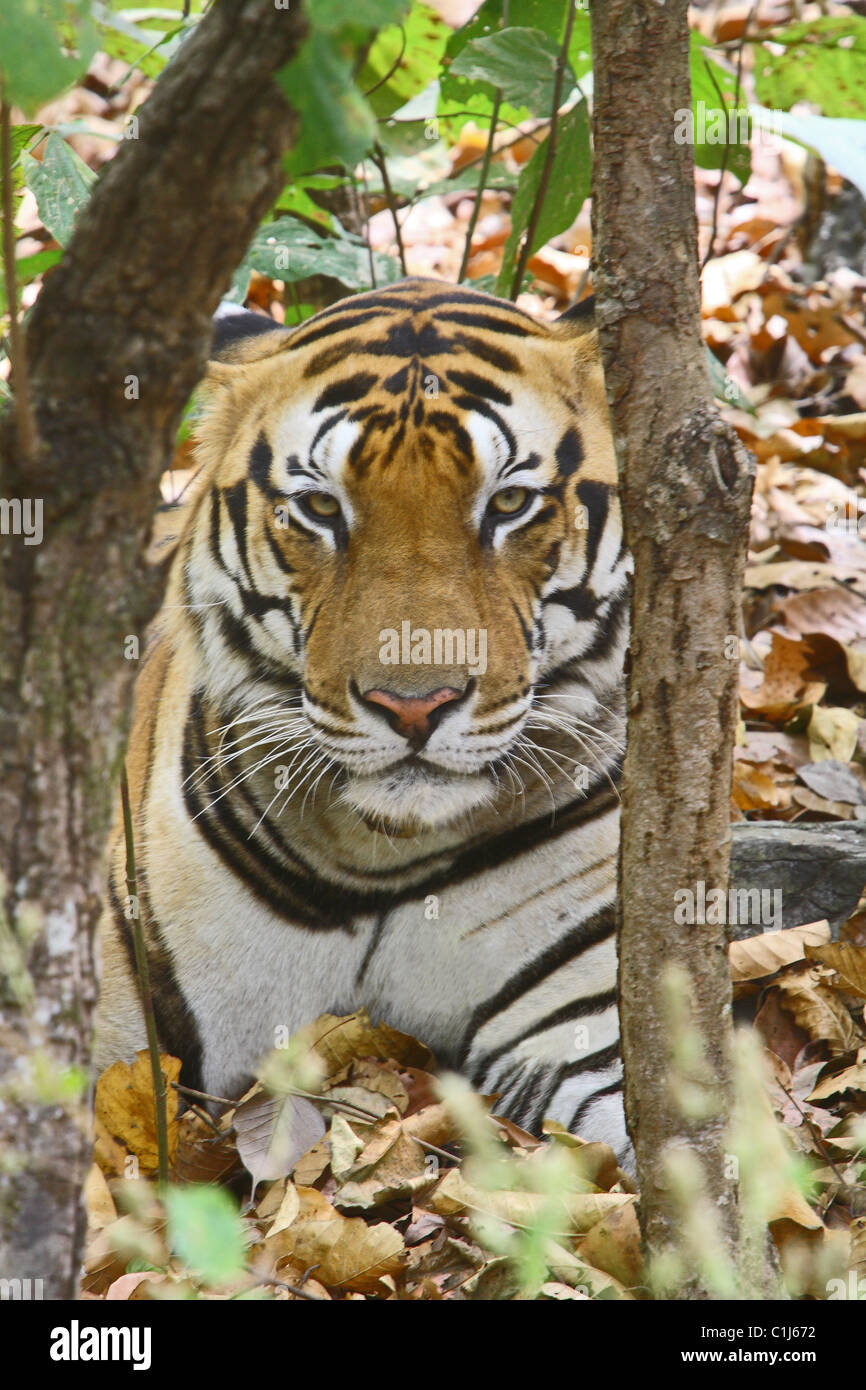 Tiger-Panthera Tigris Kanha Nationalpark und Tiger Reserve Madhya Pradesh, Indien. Stockfoto