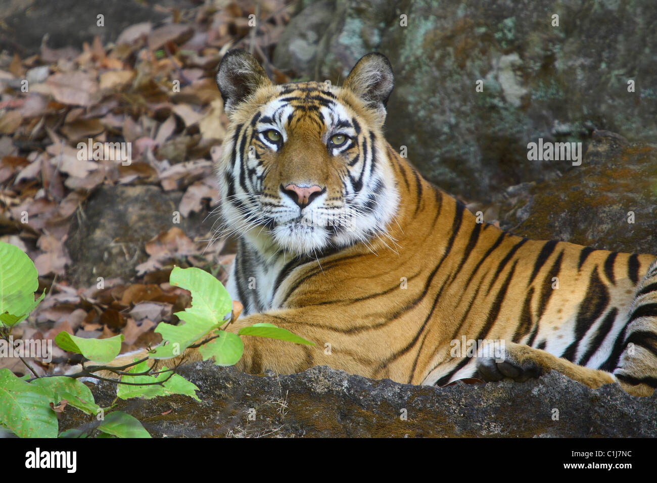 Tigerin (Panthera Tigris) entspannend in Bandhavgarh National Park Madhya Pradesh, Indien Stockfoto