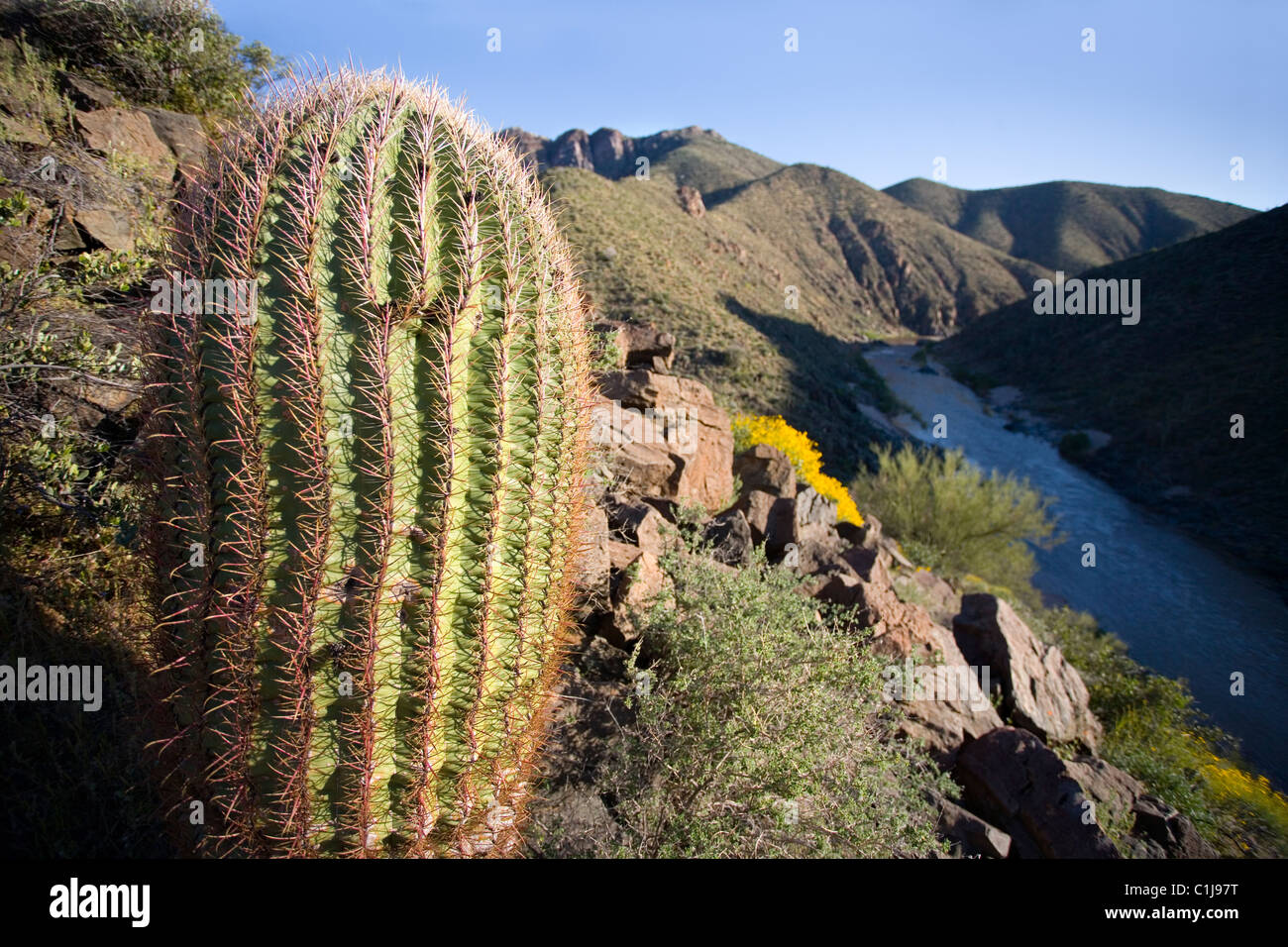 Auf der Suche nach unten vergangenen Kakteen und Brittlebush Blumen zum Salt River in Arizona, USA. Stockfoto