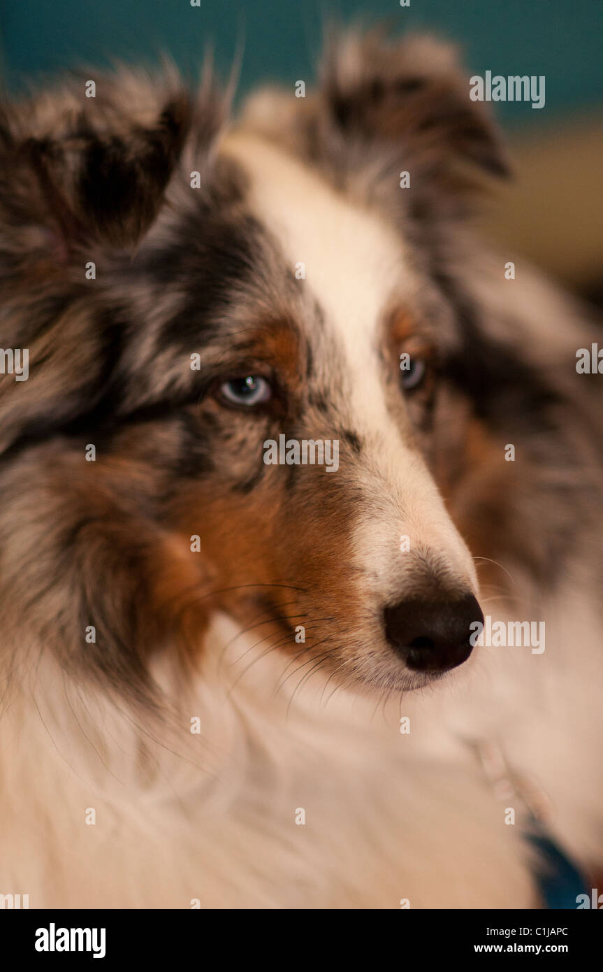 Porträt von Sheltie Hund. Stockfoto