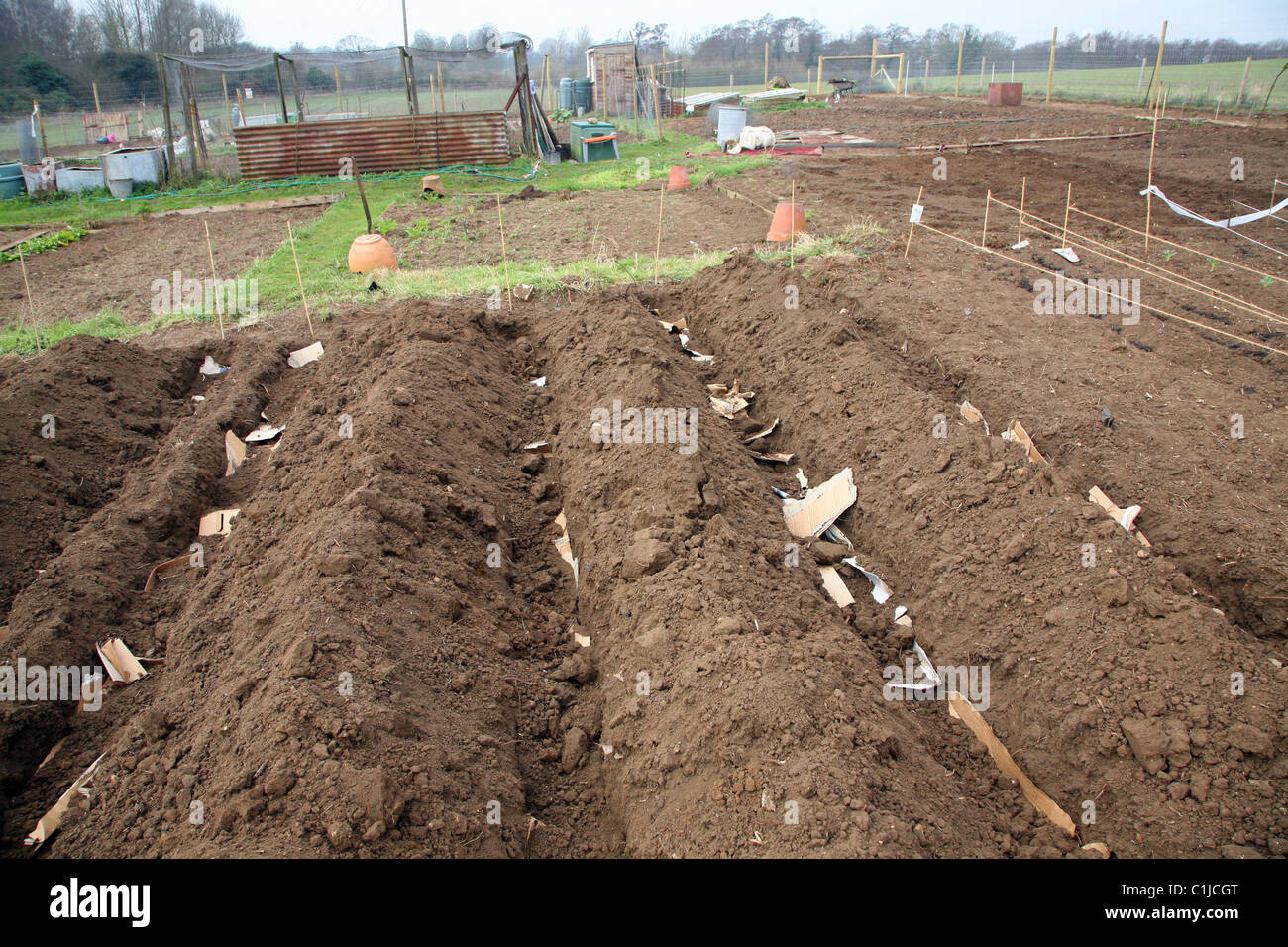 Zuteilung Gräben gegraben für Kartoffeln Shottisham Suffolk England Stockfoto