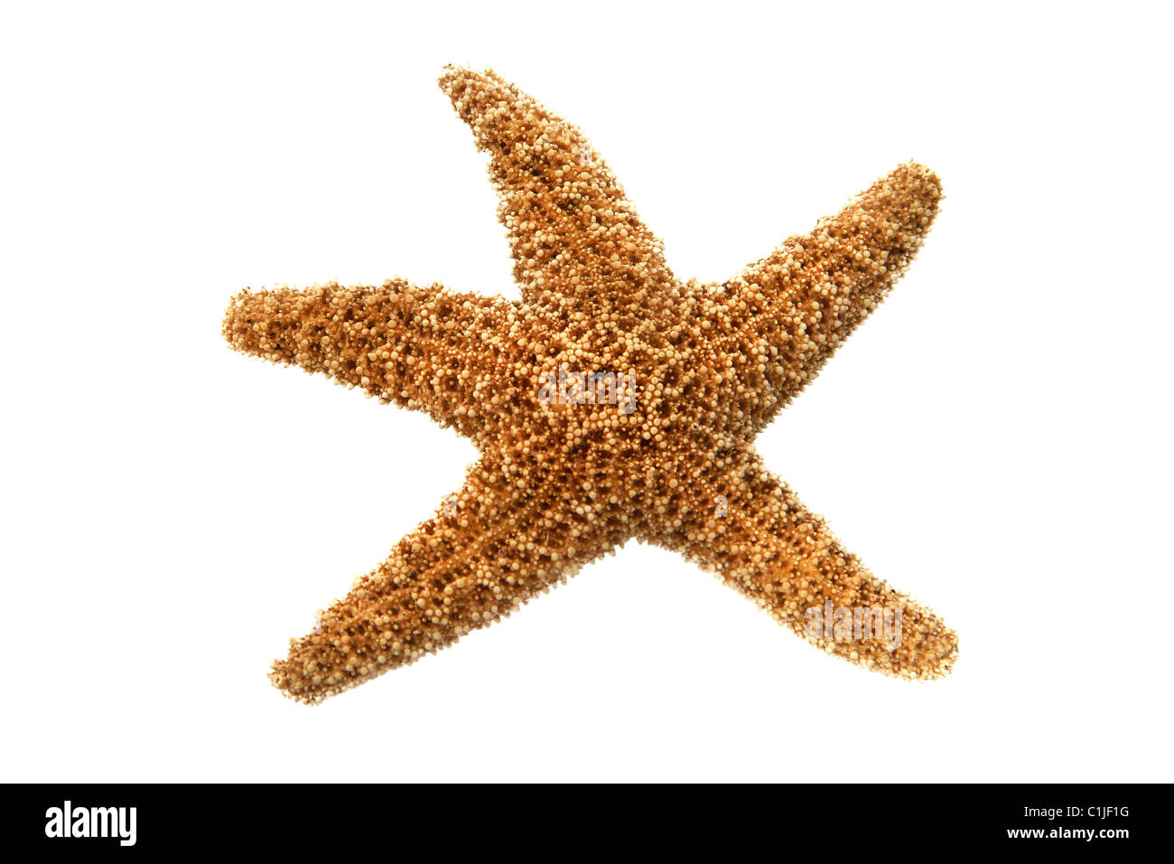 SeaStar Stockfoto