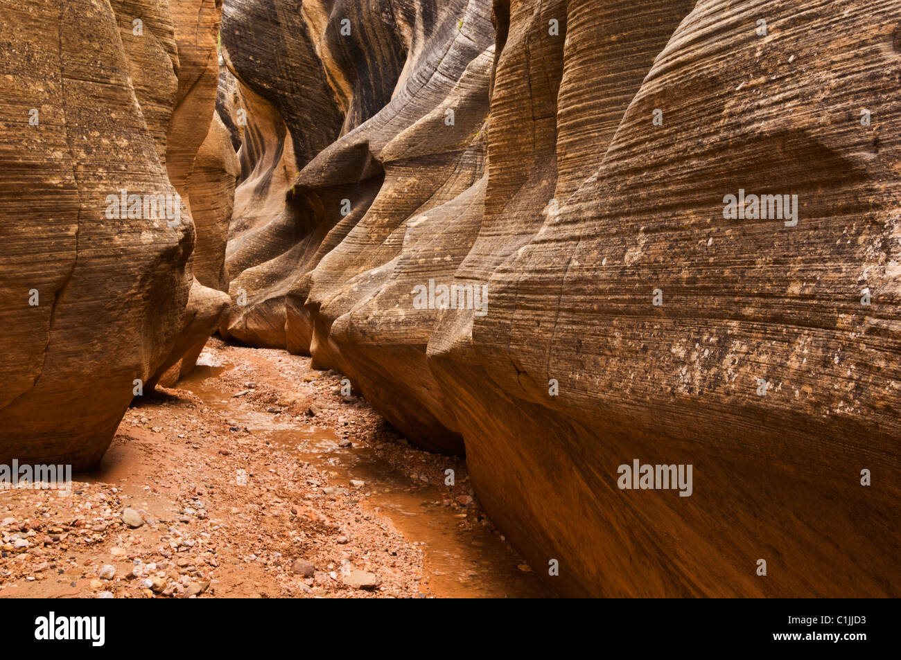 Grand Staircase Escalante erodierte Enrada Sandstein Schlucht Willis Creek Narrows Grand Staircase-Escalante National Monument Kane County Utah USA Stockfoto