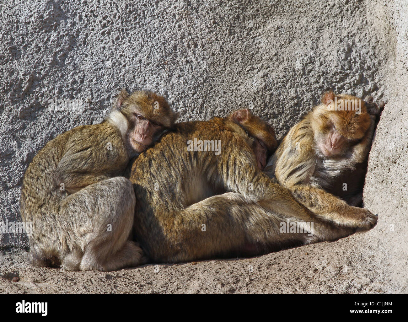 Affen drängen sich zusammen in der Kälte. Stockfoto