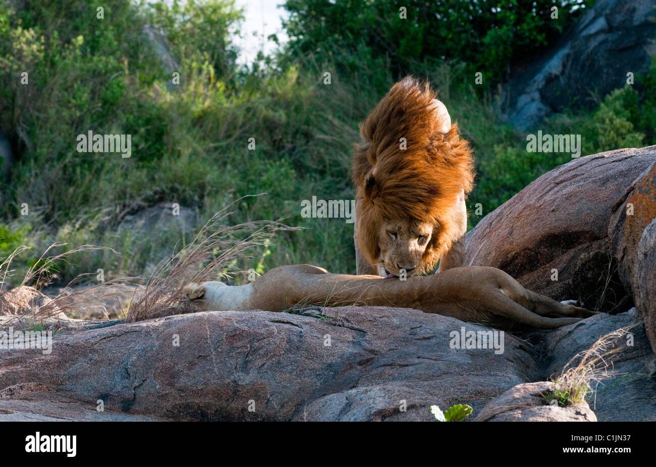 Afrikanische Safari in der Serengeti, Tansania Stockfoto