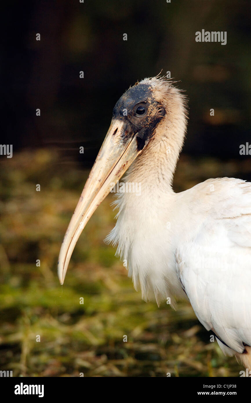 Holz-Storch (Mycteria Americana) Porträt Stockfoto