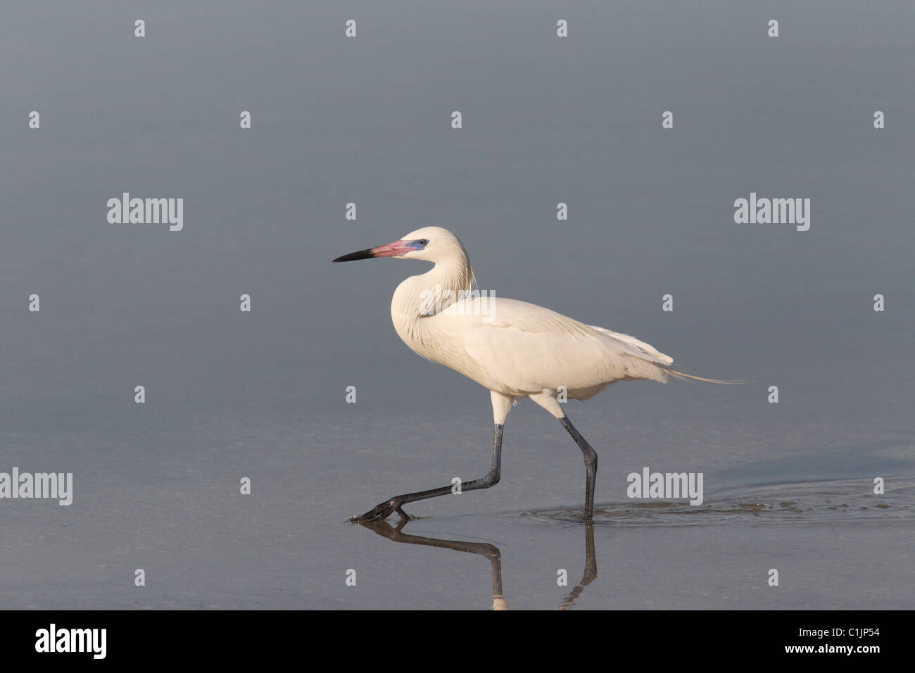 Rötliche Silberreiher (Egretta saniert) White Morph Stockfoto