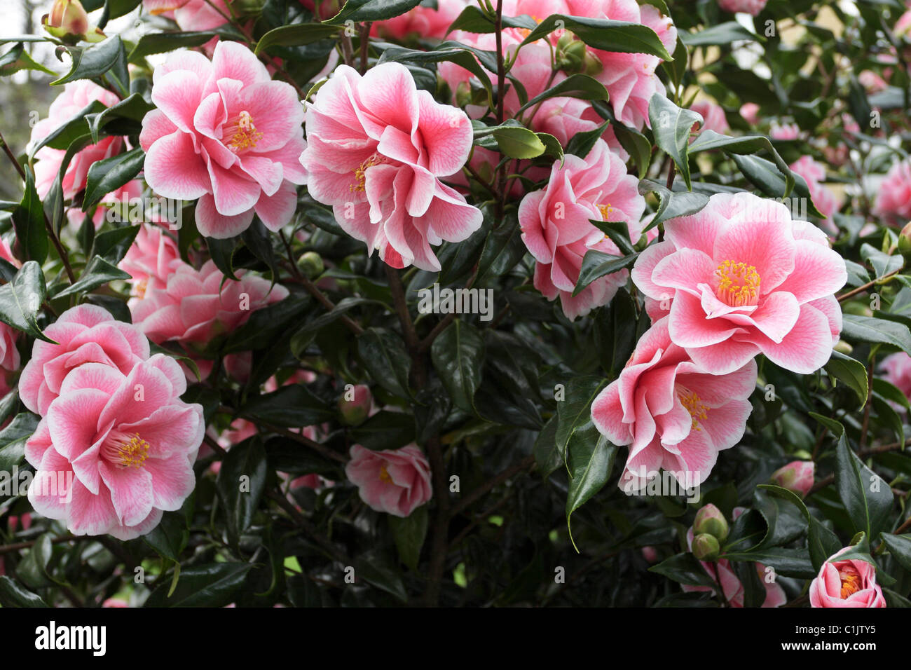 Rosa Camellia japonica Ihr wirklich, hier in voller Blüte in Markham Platz gesehen, Chelsea. Stockfoto