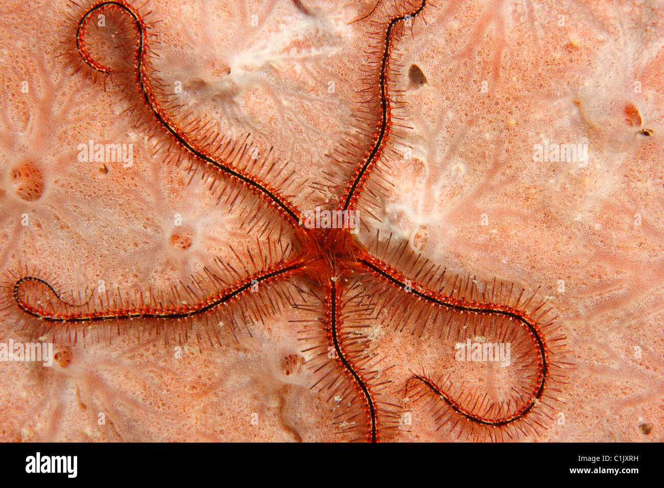 Schwamm Schlangenstern (Ophiothrix Suensonii) auf Schwamm. Stockfoto