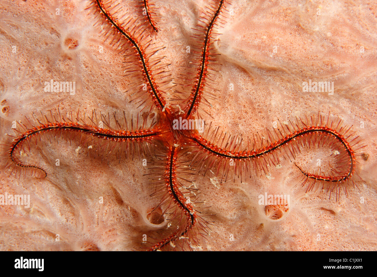 Schwamm Schlangenstern (Ophiothrix Suensonii) auf Schwamm. Stockfoto