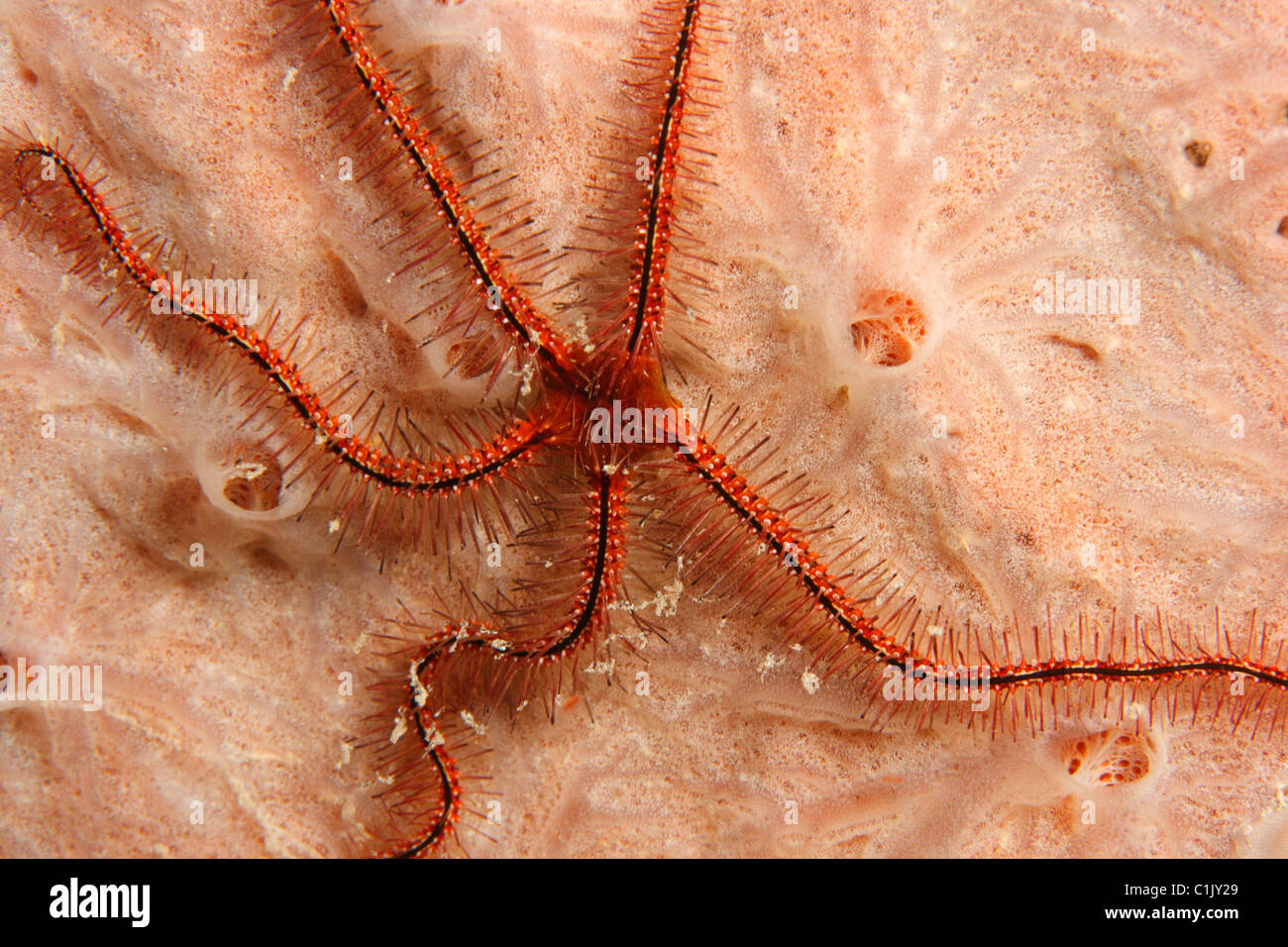 Schwamm Schlangenstern (Ophiothrix Suensonii) auf Schwamm. Stockfoto