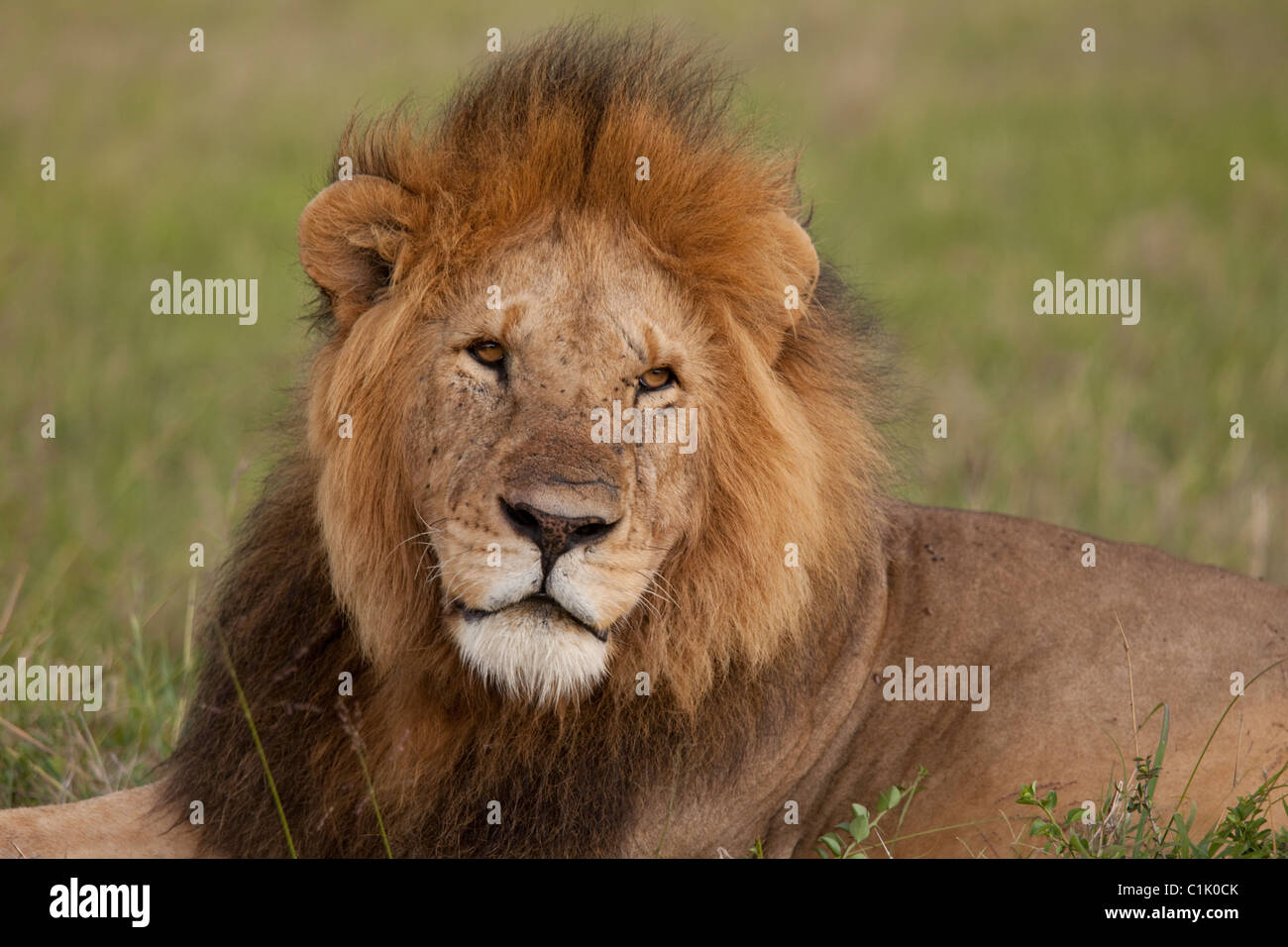 Porträt großen männlichen Löwen Masai Mara Game Reserve Kenia Stockfoto