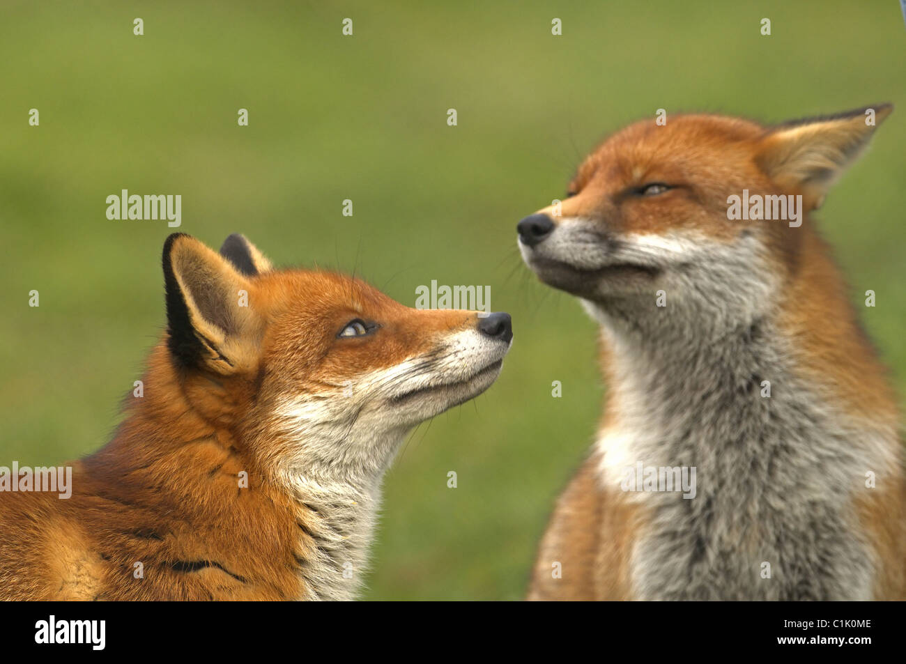 PAAR ROTE FÜCHSE VULPES VULPES Stockfoto