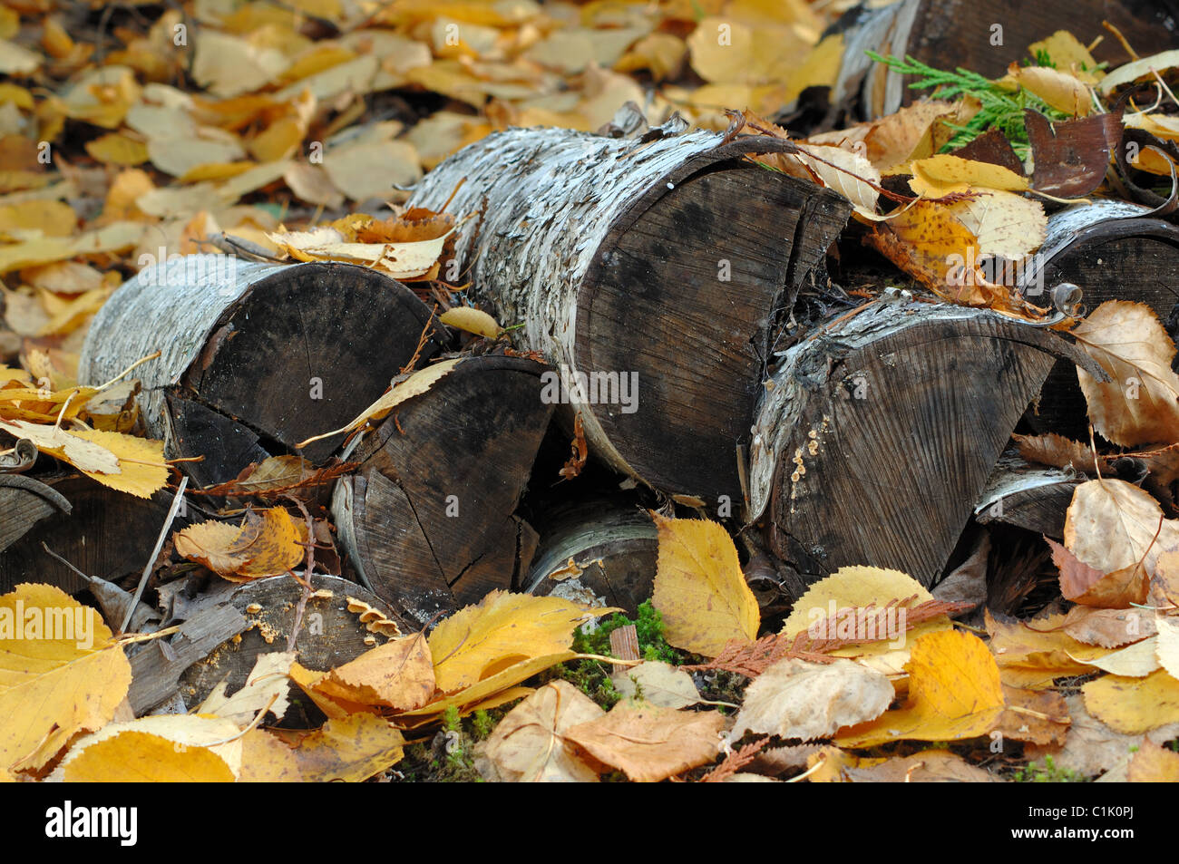 Brennholz häuften sich in Blätter fallen Stockfoto