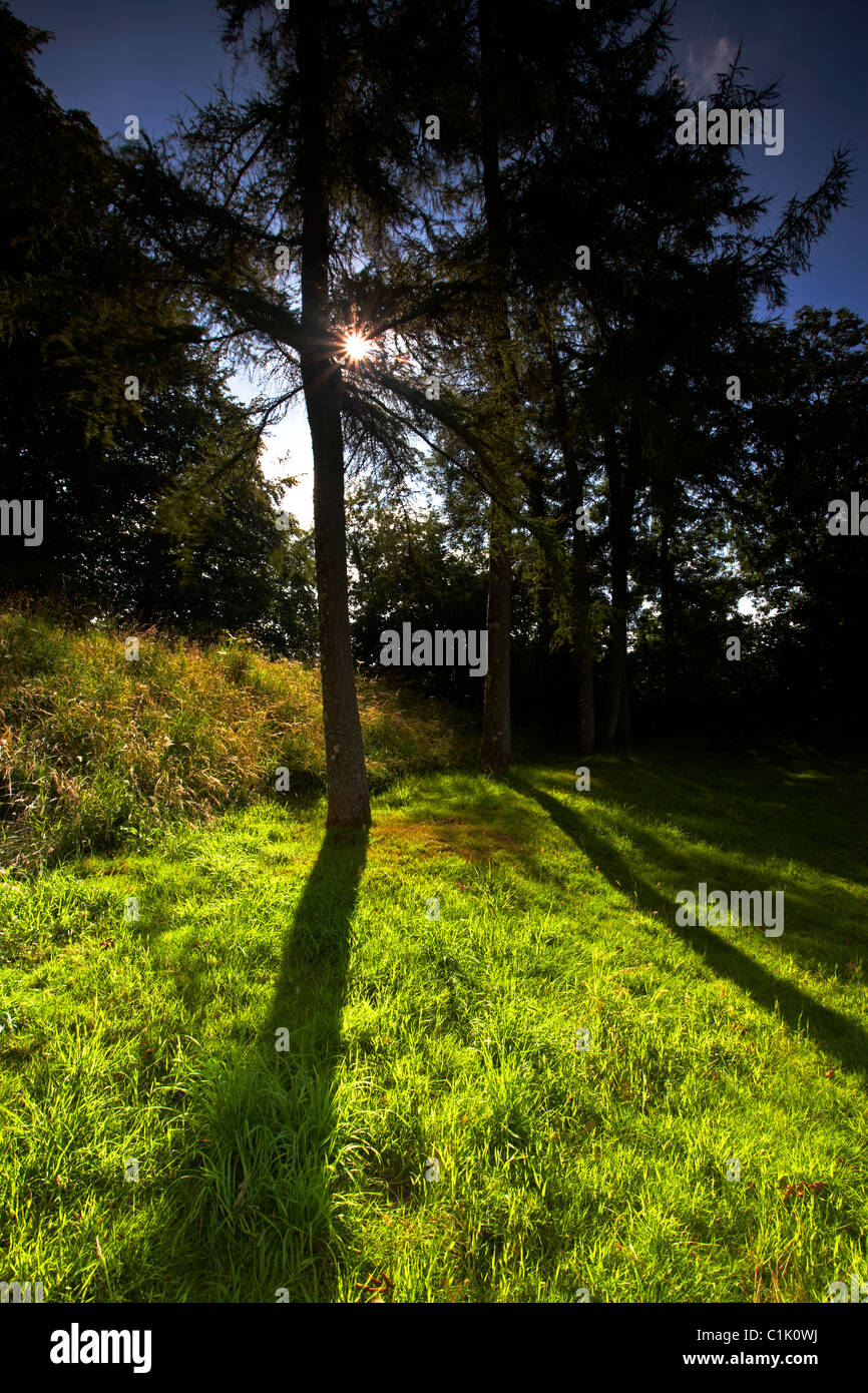 Hinterleuchtete Pinien in Lydford Schloss in Devon UK Stockfoto