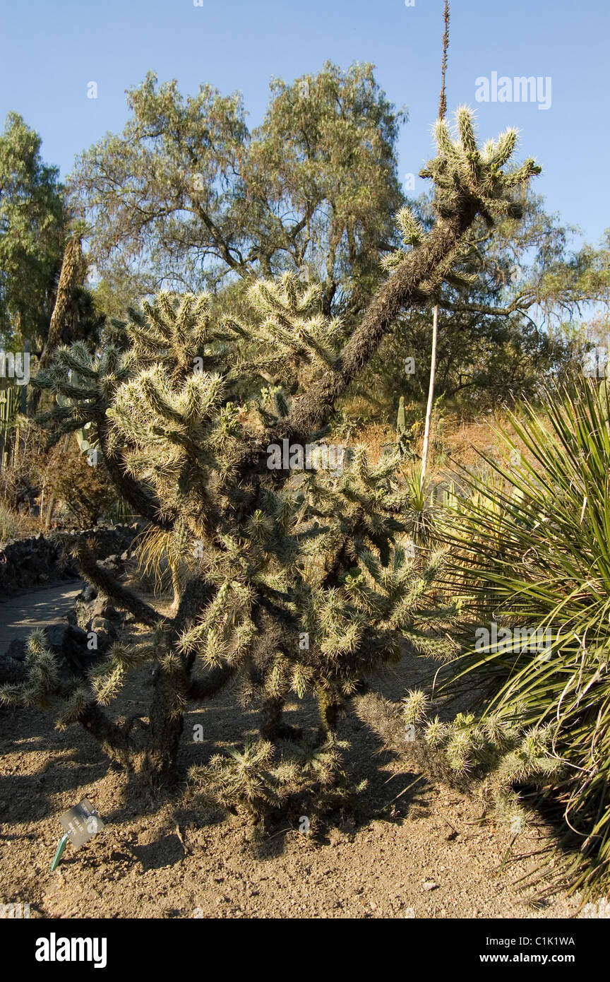 Distel Cholla (Abrojo / Cylindropuntia Tunicata) im UNAM´s Botanical Garden Stockfoto