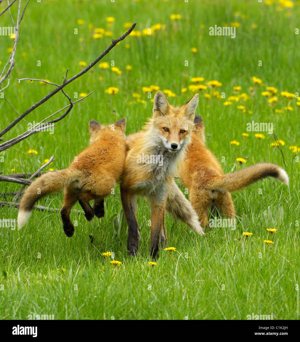 Eine Rotfuchs Baby springt auf seine selbstlose Mutter in Jackson Hole, Grand-Teton-Nationalpark, Wyoming. Stockfoto