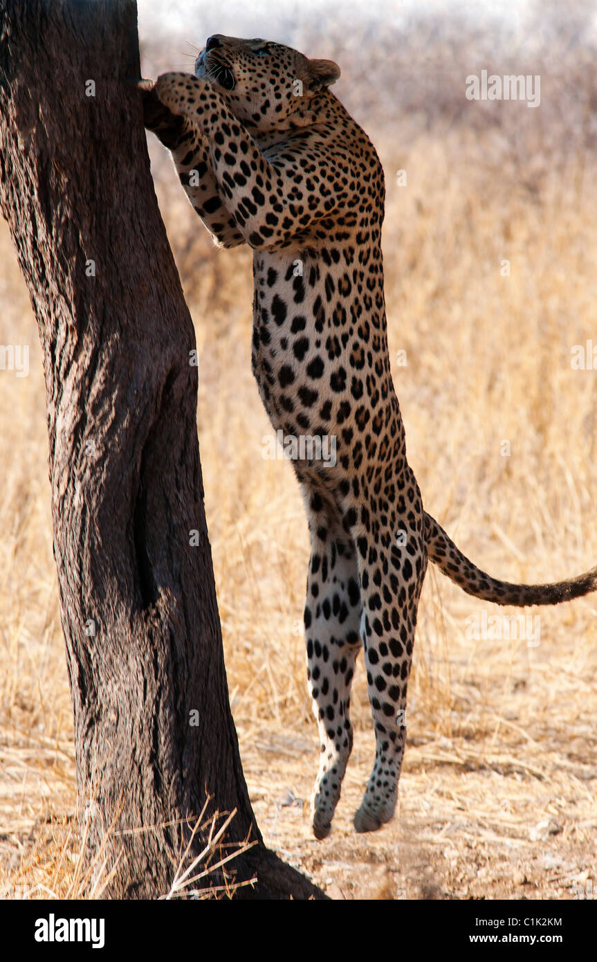 Leopard springen, um einen Baum in Dusternbrook Farm, Namibia zu klettern Stockfoto