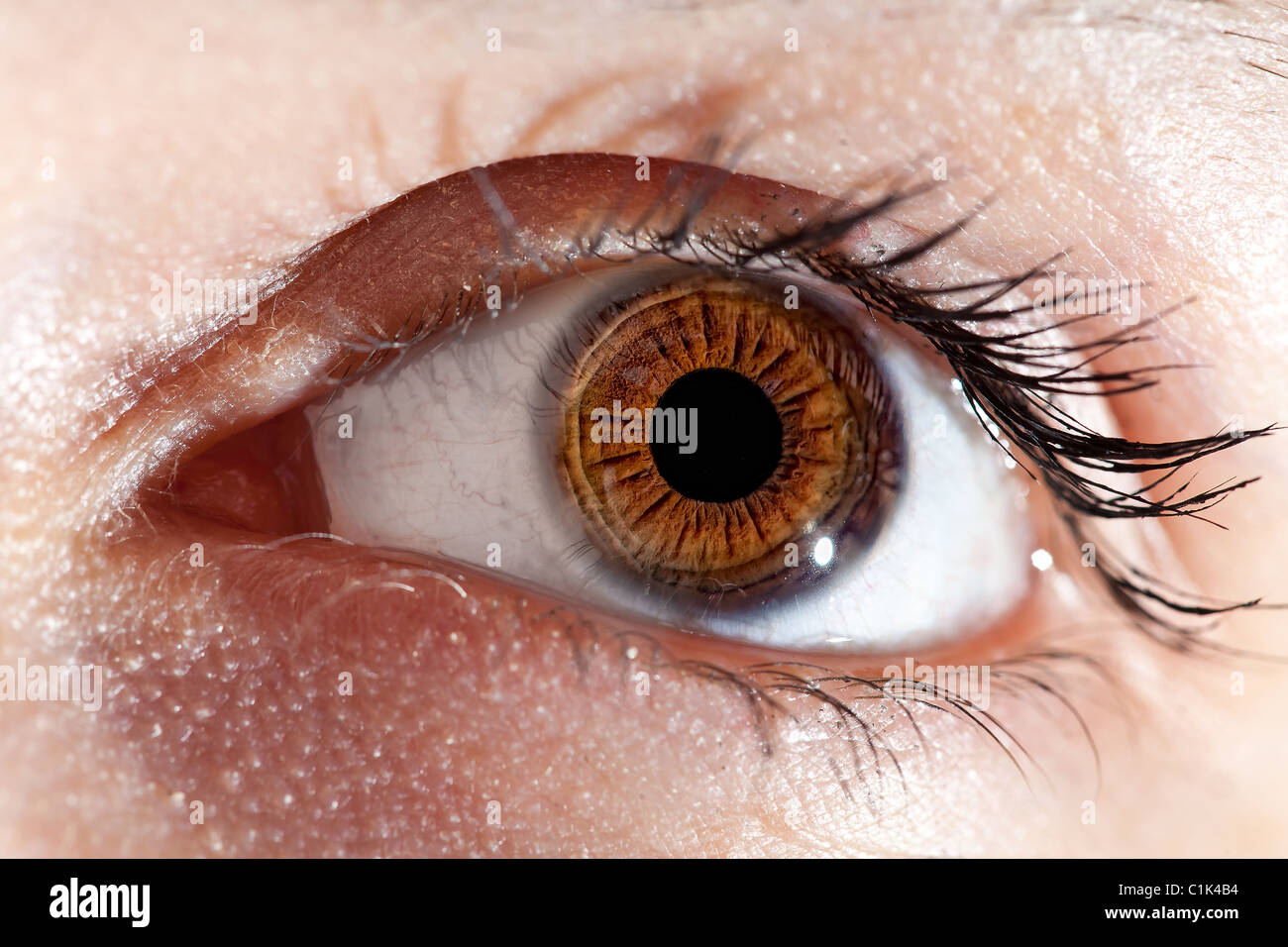Schöne braune Augen in Makro mit Flash-Reflexion Stockfoto