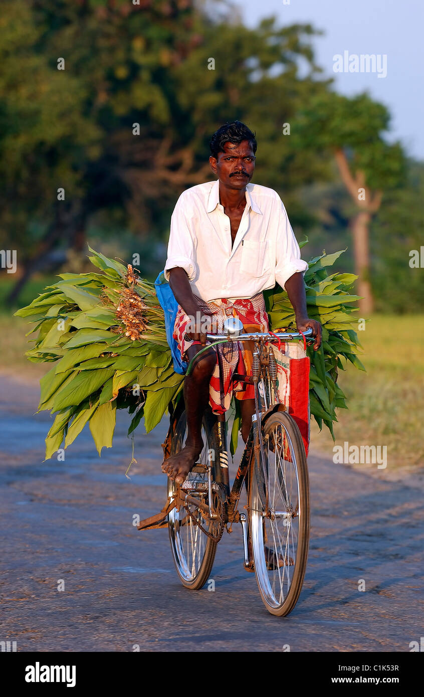 Indien, Bundesstaat Tamil Nadu, Radfahrer auf der Straße wieder aus dem Feld Stockfoto Indien, Bundesstaat Tamil Nadu, Radfahrer auf der Straße wieder aus dem Feld Stockfoto