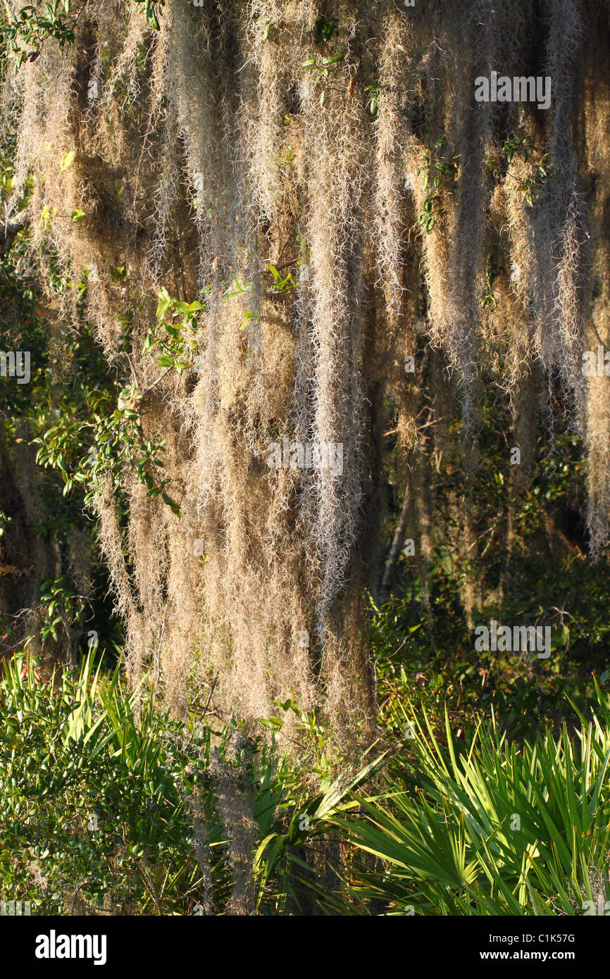 Künstliches Spanisches Moos (Tillandsia) – 75 Cm Lange Ranke, Grün, Für Deko & Floristik