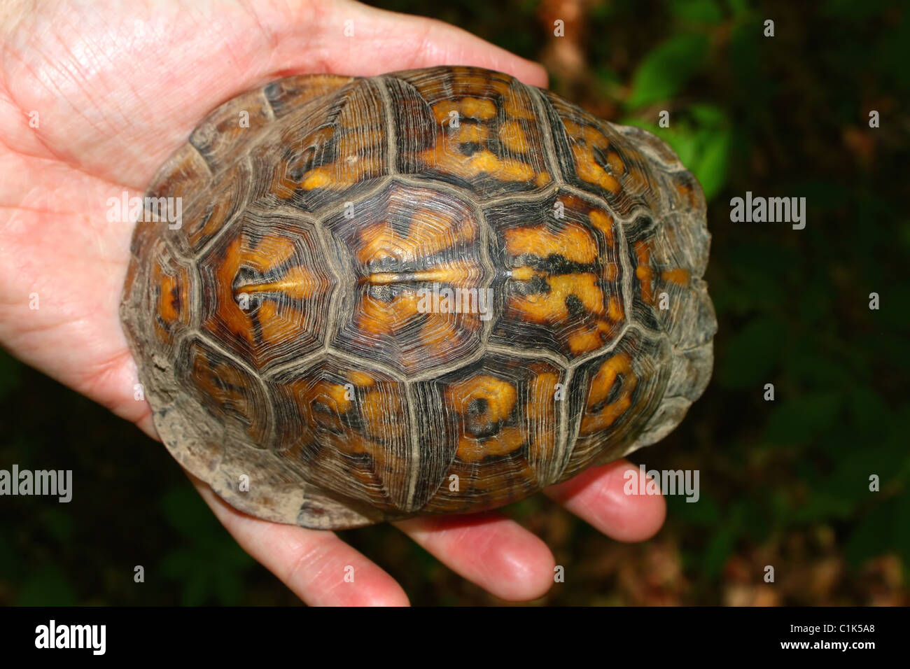 Kasten-Schildkröte (Terrapene Carolina) Panzer Stockfoto