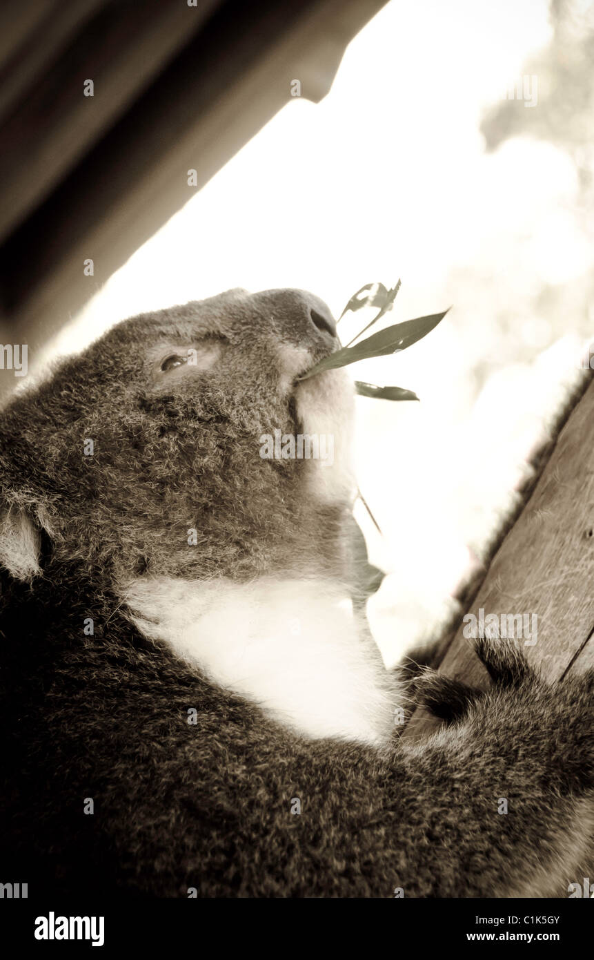 Koala Essen Eukalyptus verlässt. Stockfoto
