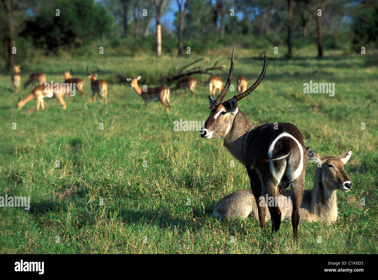 Südafrika, Kwazulu Natal, Sabie Sand Naturschutzgebiet Stockfoto