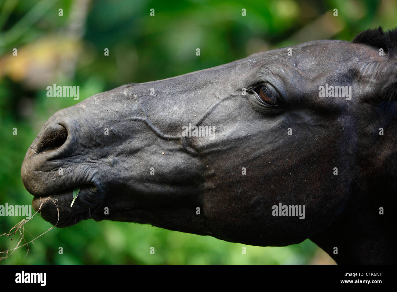 Alten schwarzen Pferdekopf Stockfoto
