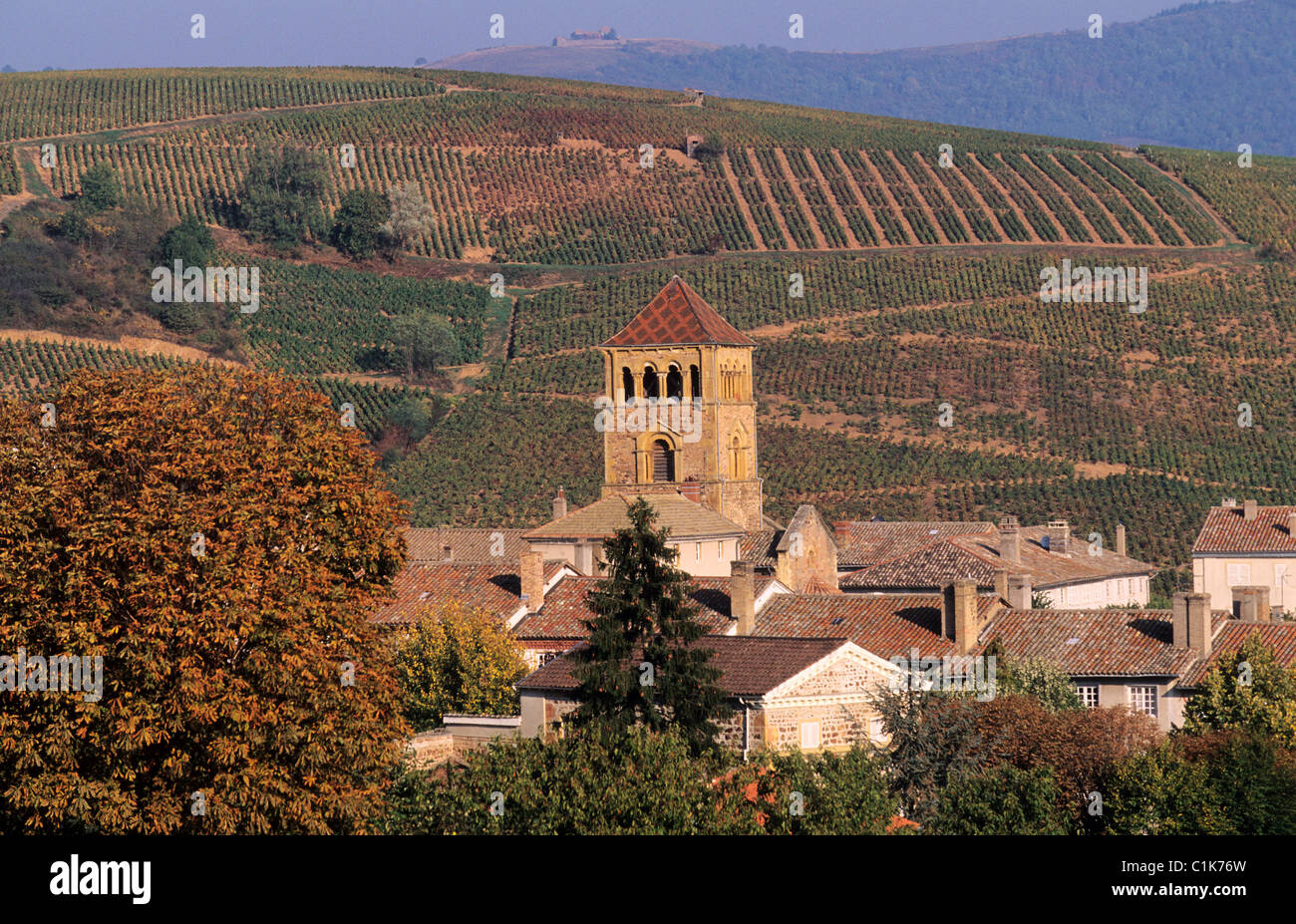 Frankreich, Rhone, Beaujolais Gebiet, Pierres Dorees, Weinberg Salles Arbuissonnas en Beaujolais Stockfoto