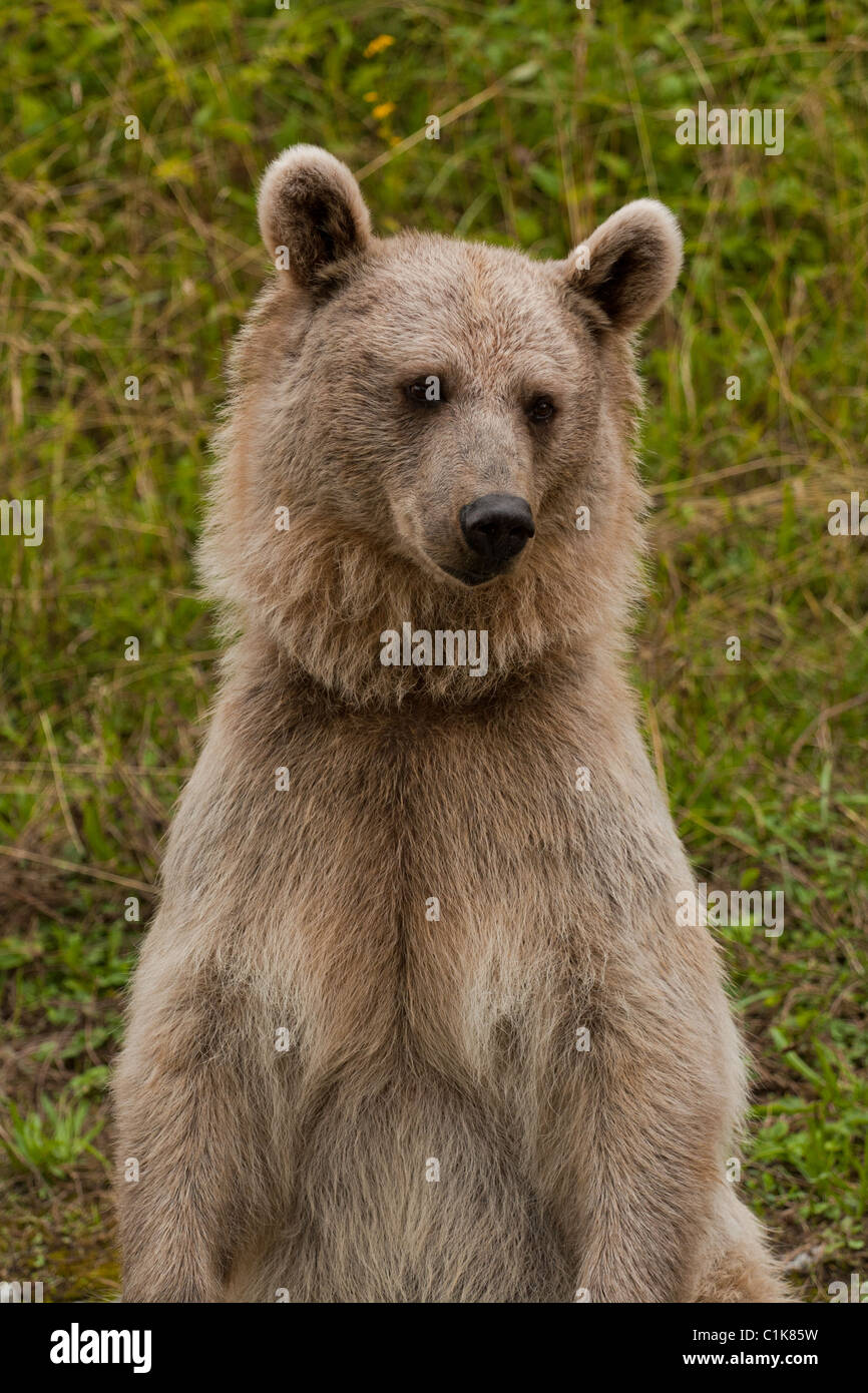 Braunbär-Porträt in der Natur Stockfoto
