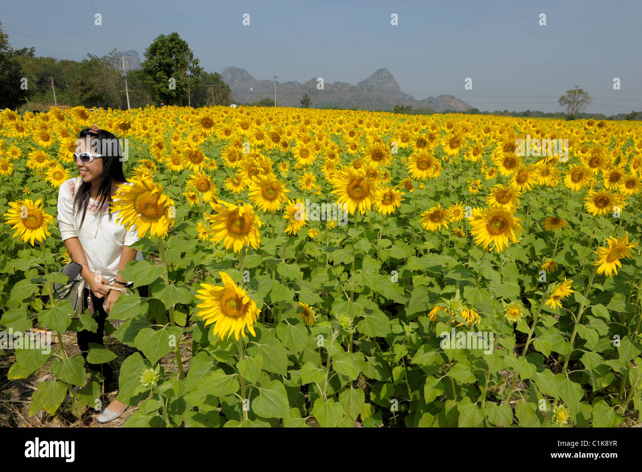 Mädchen posiert im Sonnenblumenfeld, Sonnenblumenfelder von Lopburi, Zentral-Thailand Stockfoto