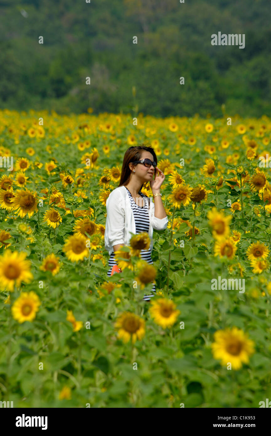 Mädchen zu Fuß durch Sonnenblumenfeld, Sonnenblumenfelder von Lopburi, Zentral-Thailand Stockfoto